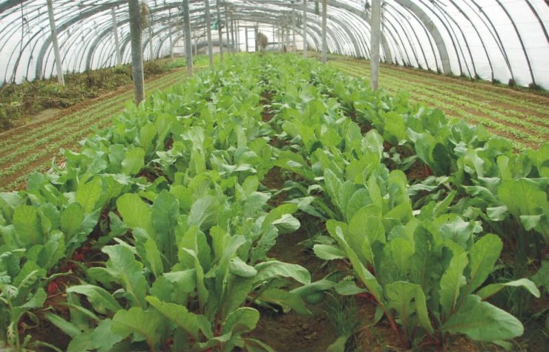 (温室大棚)种养殖恒温