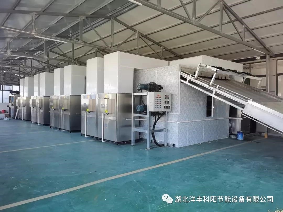 麻城菊花烘干线